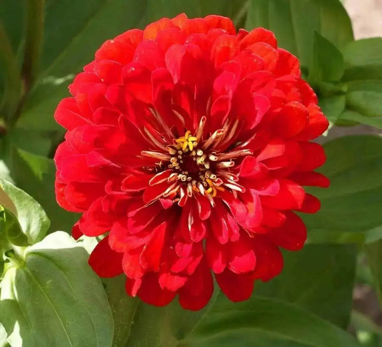Zinnia Elegans 'Cherry QUEEN, FLOWERS SEED - Caribbean garden seed