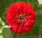 Zinnia Elegans 'Cherry QUEEN, FLOWERS SEED - Caribbean garden seed