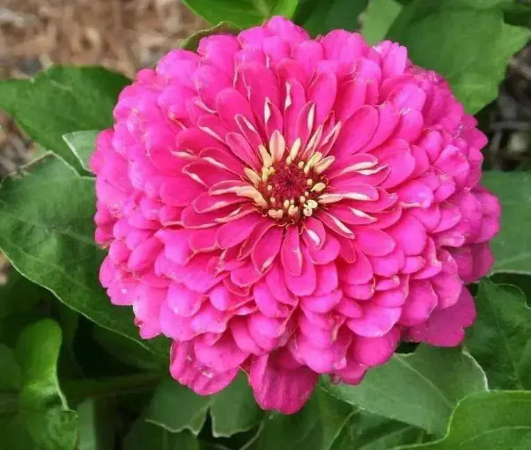 Zinnia flowers Seed ,PINK,Annual - Caribbean garden seed