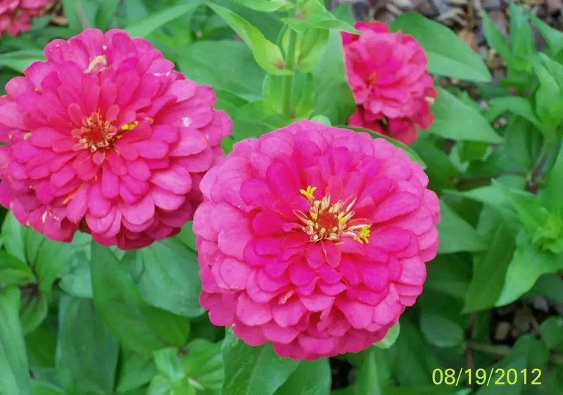 Zinnia flowers Seed ,PINK,Annual - Caribbean garden seed