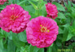 Zinnia flowers Seed ,PINK,Annual - Caribbean garden seed