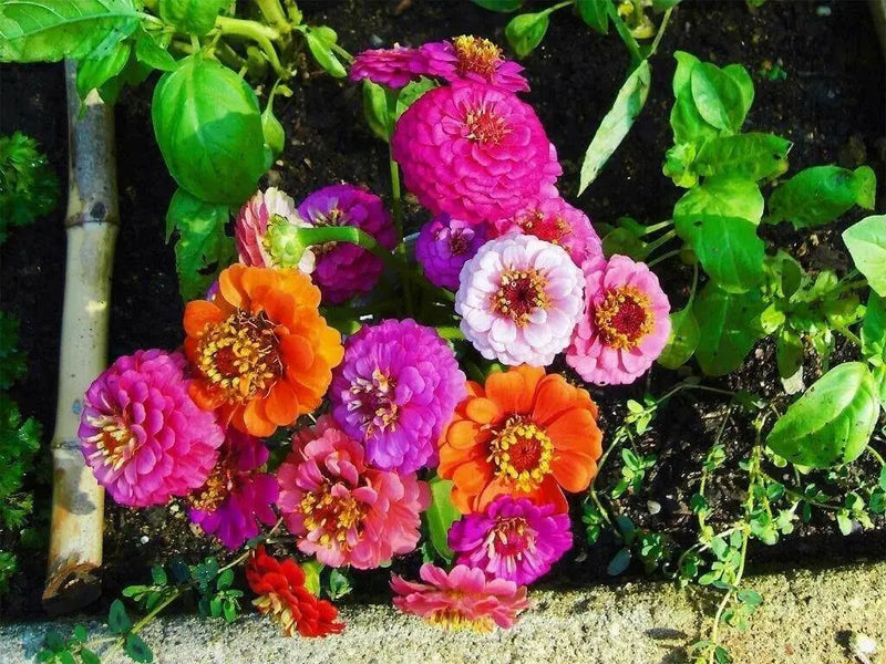 Zinnia flowers Seed ,PINK,Annual - Caribbean garden seed