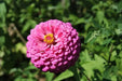 Zinnia flowers Seed ,PINK,Annual - Caribbean garden seed