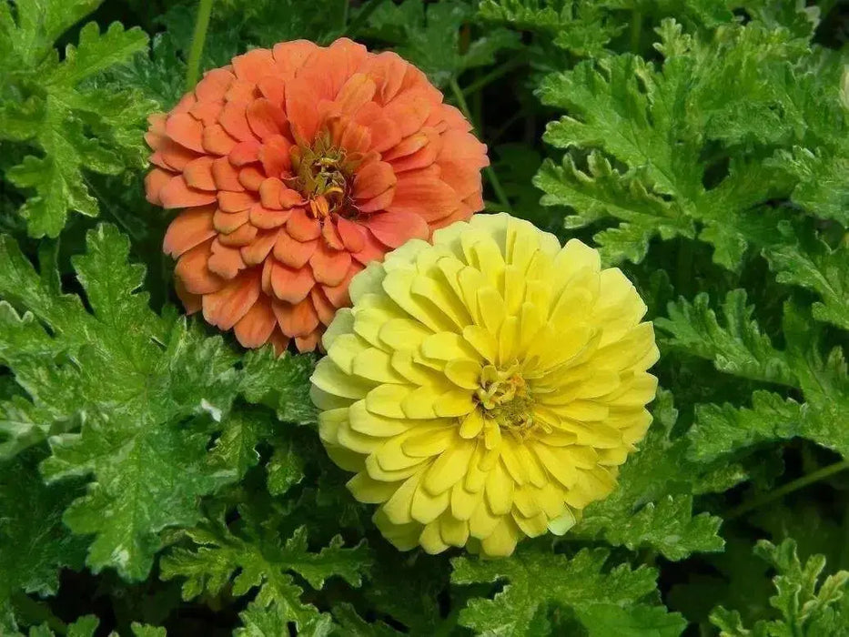 Zinnia Seeds -Zinnia Elegans ' 'YELLOW' Butterflies And Hummingbirds love them ! - Caribbean garden seed