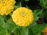 Zinnia Seeds -Zinnia Elegans ' 'YELLOW' Butterflies And Hummingbirds love them ! - Caribbean garden seed