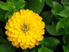 Zinnia Seeds -Zinnia Elegans ' 'YELLOW' Butterflies And Hummingbirds love them ! - Caribbean garden seed