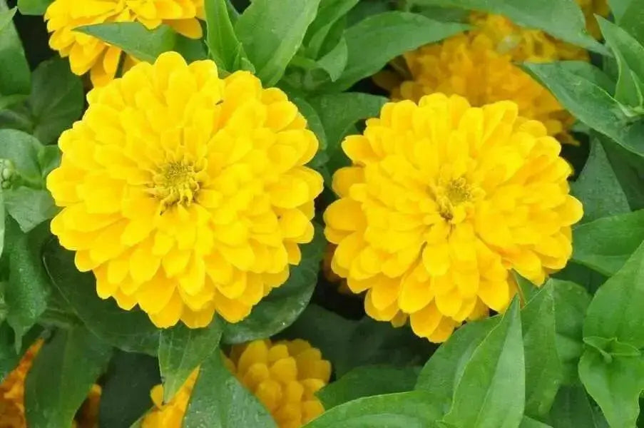 Zinnia Seeds -Zinnia Elegans ' 'YELLOW' Butterflies And Hummingbirds love them ! - Caribbean garden seed
