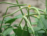 Zipper Cream Pea SEEDS,  SOUTHERN SHELLING PEA - Caribbean garden seed