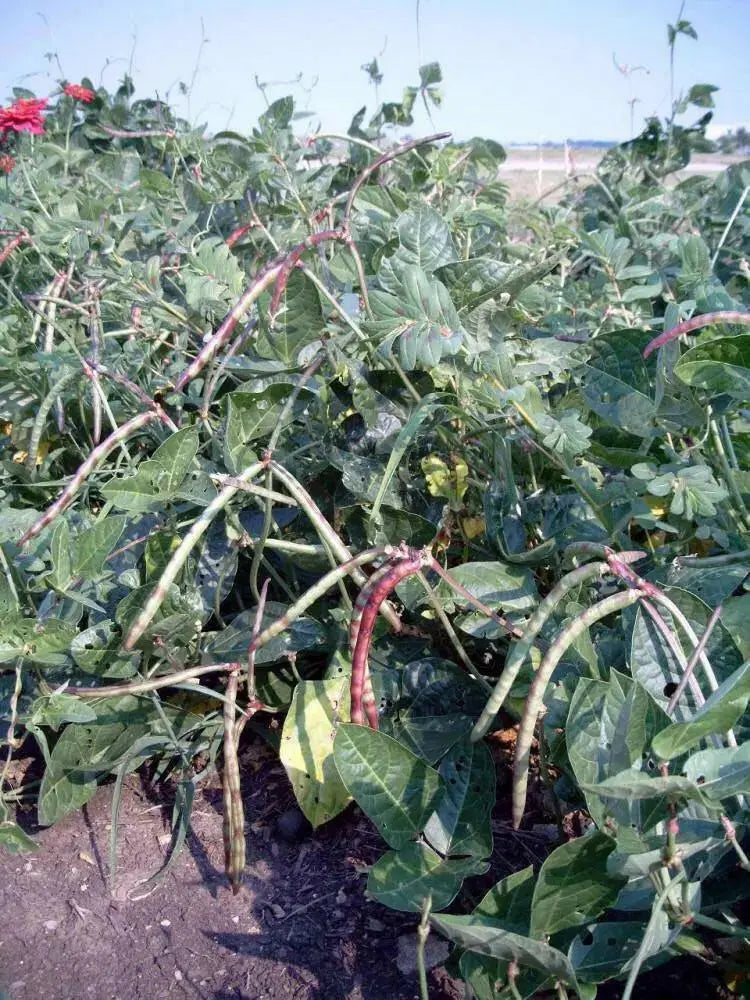Zipper Cream Pea SEEDS,  SOUTHERN SHELLING PEA - Caribbean garden seed