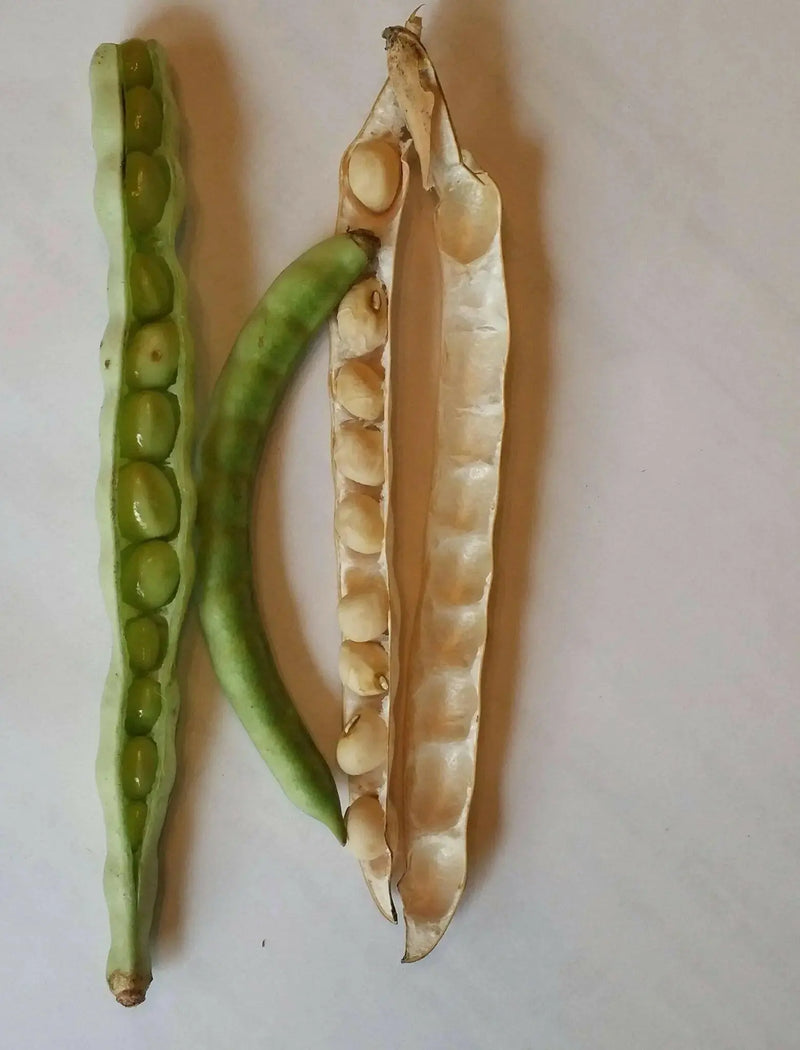 Zipper Cream Pea SEEDS,  SOUTHERN SHELLING PEA - Caribbean garden seed