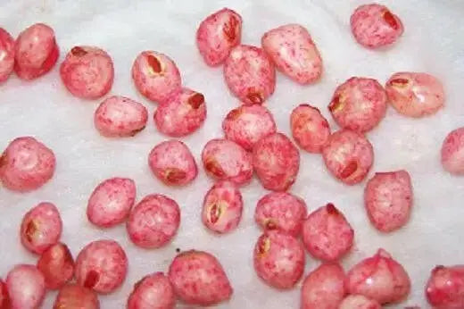 Zipper Cream Pea SEEDS,  SOUTHERN SHELLING PEA - Caribbean garden seed