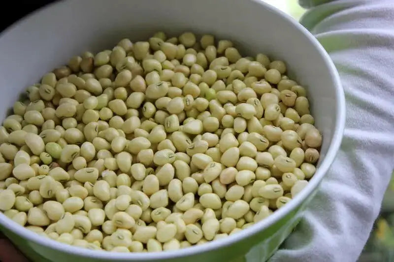 Zipper Cream Pea SEEDS,  SOUTHERN SHELLING PEA - Caribbean garden seed