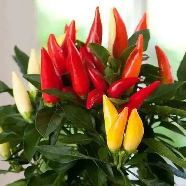 ORNAMENTAL PEPPER , JOKER(LIVE PLANT) - Caribbean garden seed