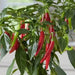 ORNAMENTAL PEPPER , JOKER(LIVE PLANT) - Caribbean garden seed