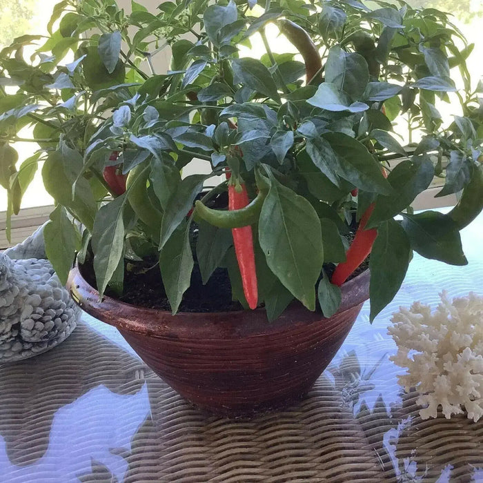 ORNAMENTAL PEPPER , JOKER(LIVE PLANT) - Caribbean garden seed