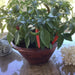 ORNAMENTAL PEPPER , JOKER(LIVE PLANT) - Caribbean garden seed
