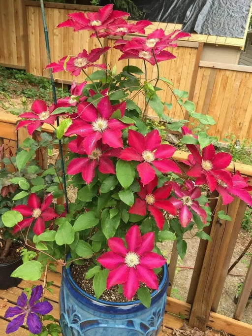 RED CLEMATIS  REBECCA , 2.5 ' POT STARTER PLANT, PERENNIAL VINE - Caribbean garden seed