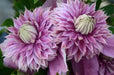 Clematis 'JOSEPHINE (2.5' POT) Pink pom pom flowers  ,Perennial vine - Caribbean garden seed