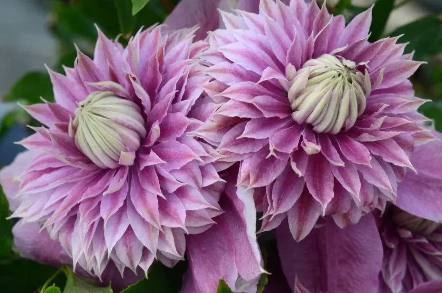 Clematis 'JOSEPHINE (2.5' POT) Pink pom pom flowers  ,Perennial vine - Caribbean garden seed