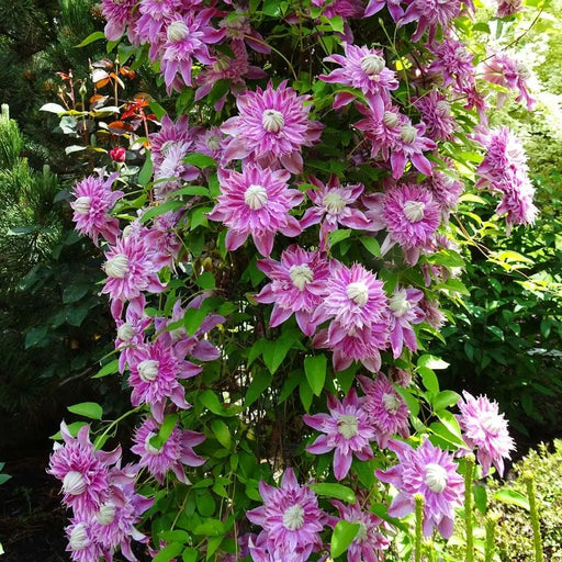 Clematis 'JOSEPHINE (2.5' POT) Pink pom pom flowers  ,Perennial vine - Caribbean garden seed