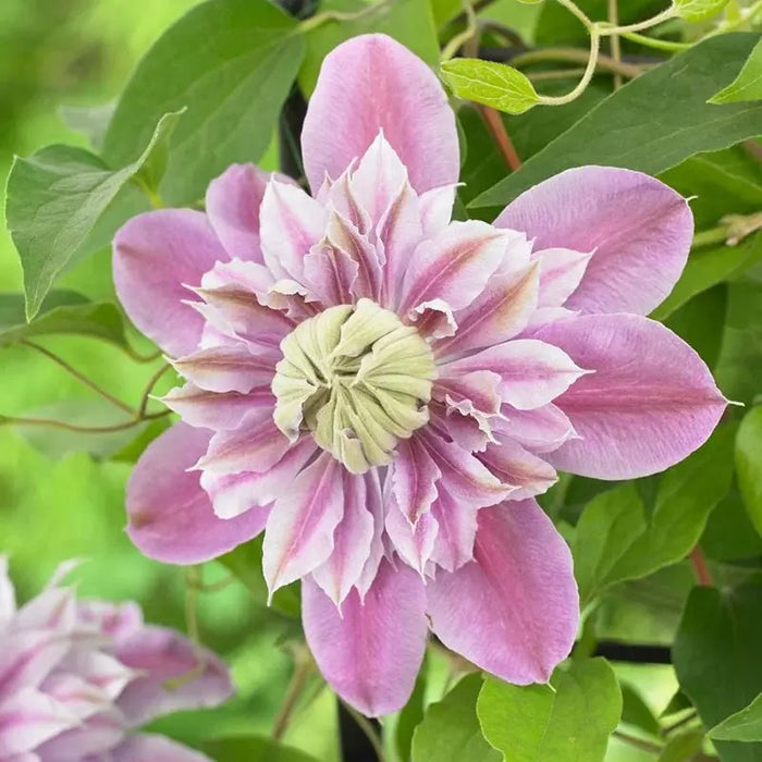 Clematis 'JOSEPHINE (2.5' POT) Pink pom pom flowers  ,Perennial vine - Caribbean garden seed