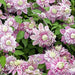 Clematis 'JOSEPHINE (2.5' POT) Pink pom pom flowers  ,Perennial vine - Caribbean garden seed