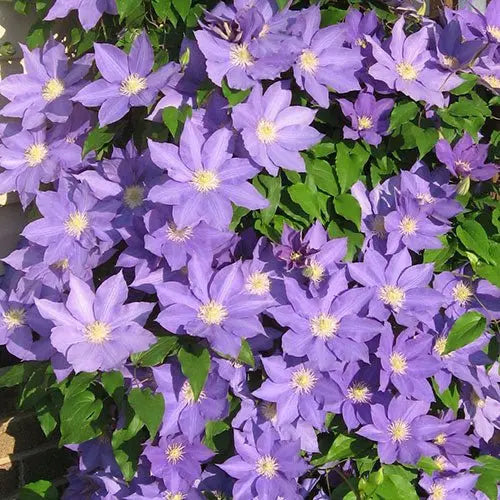 CLEMTIS H.F. Young ( 2.5 ' POT) Blue flowers, perennial vine - Caribbean garden seed