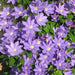 CLEMTIS H.F. Young ( 2.5 ' POT) Blue flowers, perennial vine - Caribbean garden seed