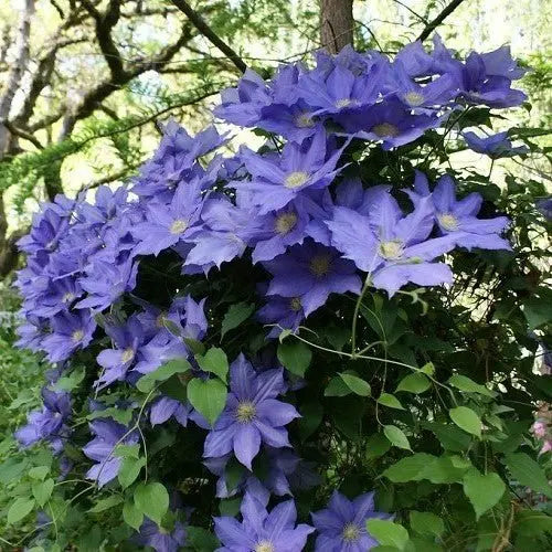 CLEMTIS H.F. Young ( 2.5 ' POT) Blue flowers, perennial vine - Caribbean garden seed