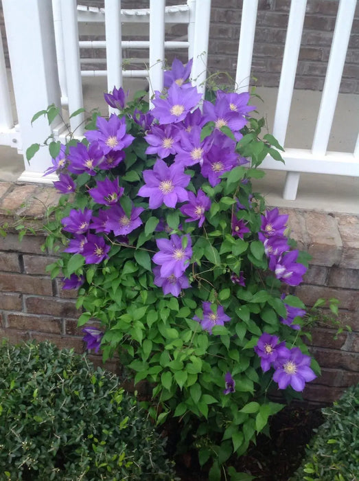 CLEMTIS H.F. Young ( 2.5 ' POT) Blue flowers, perennial vine - Caribbean garden seed