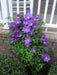 CLEMTIS H.F. Young ( 2.5 ' POT) Blue flowers, perennial vine - Caribbean garden seed