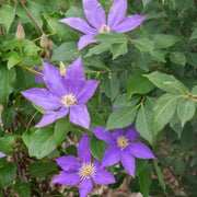 CLEMTIS H.F. Young ( 2.5 ' POT) Blue flowers, perennial vine - Caribbean garden seed