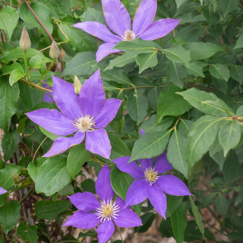 CLEMTIS H.F. Young ( 2.5 ' POT) Blue flowers, perennial vine - Caribbean garden seed