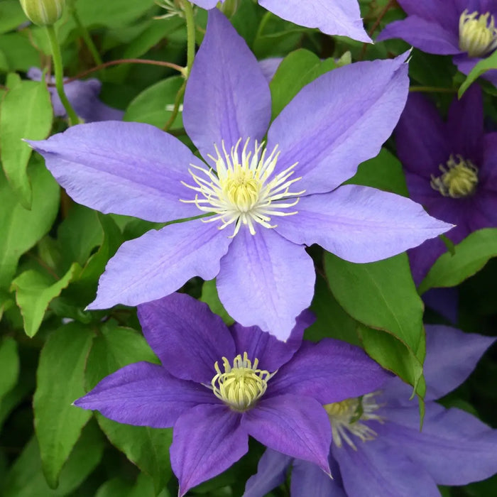 CLEMTIS H.F. Young ( 2.5 ' POT) Blue flowers, perennial vine - Caribbean garden seed