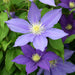 CLEMTIS H.F. Young ( 2.5 ' POT) Blue flowers, perennial vine - Caribbean garden seed