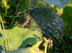 Squash Seeds - Winter - Zucca de Lungo Verde, ITALIAN HEIRLOOM WINTER SQUASH (Copy) - Caribbean garden seed