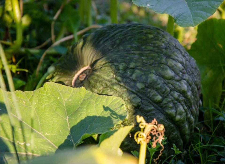 Squash Seeds - Winter - Zucca de Lungo Verde, ITALIAN HEIRLOOM WINTER SQUASH (Copy) - Caribbean garden seed