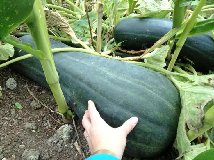 Squash Seeds - Winter - Lungo de Napoli, ITALIAN HEIRLOOM WINTER SQUASH - Caribbean garden seed