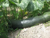 Squash Seeds - Winter - Lungo de Napoli, ITALIAN HEIRLOOM WINTER SQUASH - Caribbean garden seed