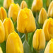 GOLDEN Apeldoorn Tulip , FALL PLANTING , FLOWERS BULBS - Caribbean garden seed garden products, 