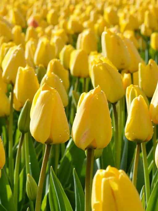 GOLDEN Apeldoorn Tulip , FALL PLANTING , FLOWERS BULBS - Caribbean garden seed garden products, 