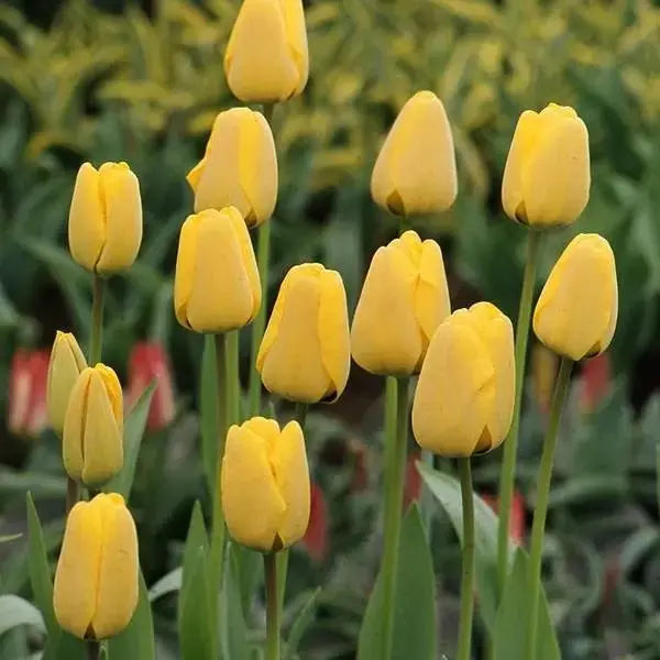 GOLDEN Apeldoorn Tulip , FALL PLANTING , FLOWERS BULBS - Caribbean garden seed garden products, 