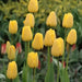 GOLDEN Apeldoorn Tulip , FALL PLANTING , FLOWERS BULBS - Caribbean garden seed garden products, 