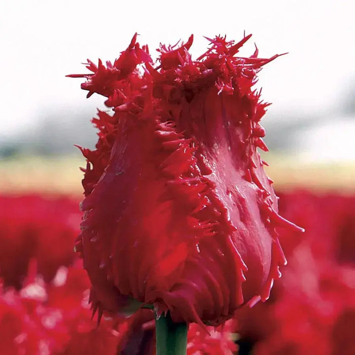 Tulip BARBADOS Bulbs , Fringed  Fall Planting - Caribbean garden seed garden products, 