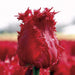 Tulip BARBADOS Bulbs , Fringed  Fall Planting - Caribbean garden seed garden products, 