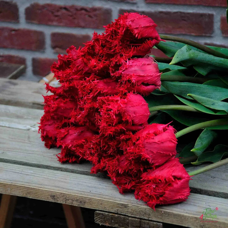 Tulip BARBADOS Bulbs , Fringed  Fall Planting - Caribbean garden seed garden products, 