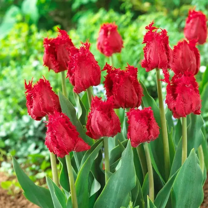 Tulip BARBADOS Bulbs , Fringed  Fall Planting - Caribbean garden seed garden products, 