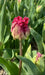 Tulip BARBADOS Bulbs , Fringed  Fall Planting - Caribbean garden seed garden products, 