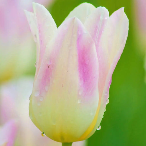 Tulip ELEGANT LADY ( Bulbs) Lily flowering, FALL PLANTING - Caribbean garden seed garden products, 