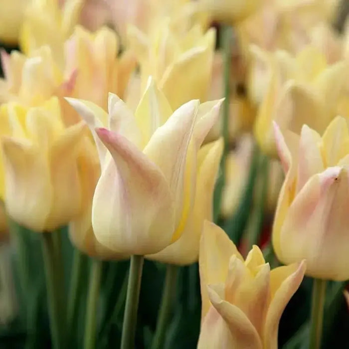 Tulip ELEGANT LADY ( Bulbs) Lily flowering, FALL PLANTING - Caribbean garden seed garden products, 